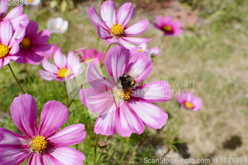 Image of Bumble bee feeding from pink and white Cosmos flower