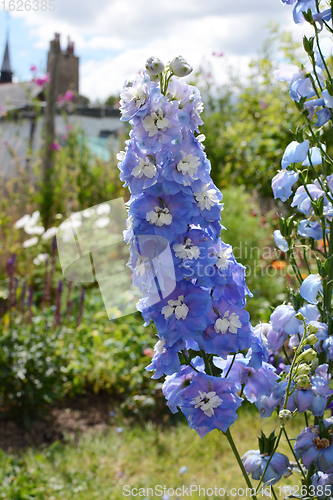 Image of Light blue delphinium flowers against a rural flower garden