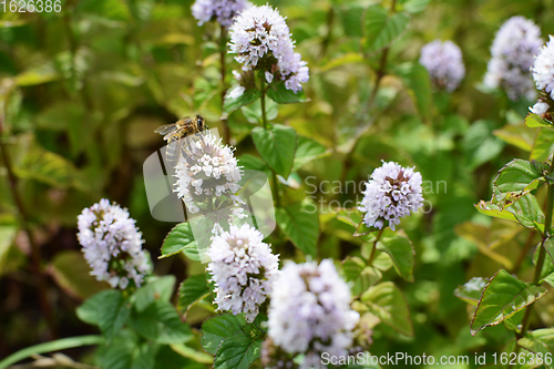Image of Honeybee taking nectar from white mint flowers