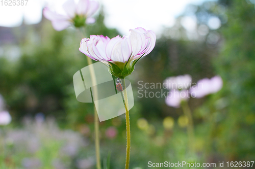 Image of Harlequin ladybird climbs stem of Cosmos Peppermint Rock flower