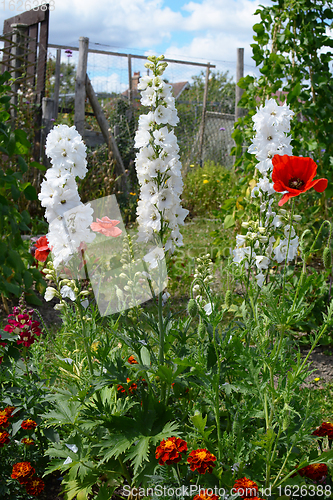 Image of White delphinium flowers with poppies and marigolds