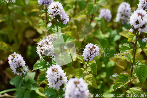 Image of Honeybee pollinator among white flowers of a mint plant 