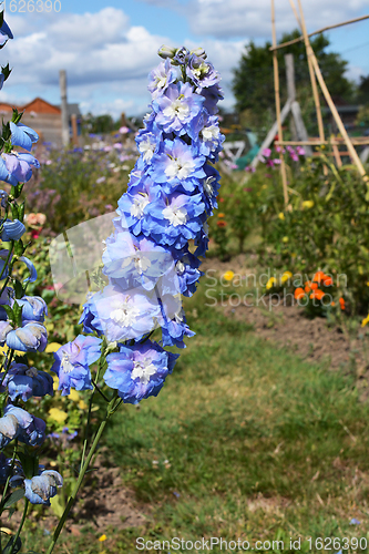 Image of Tall flower spike of delphinium Aurora in a rural garden