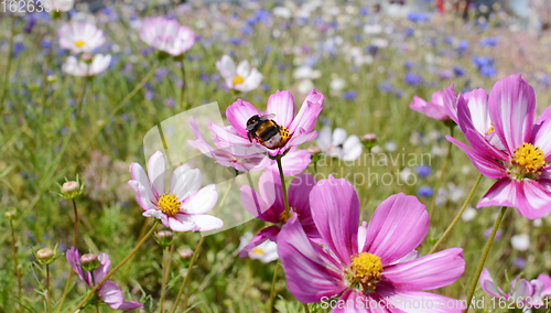 Image of Bumble bee taking nectar from Cosmos flowers