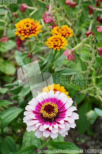 Image of Multi-coloured pink and magenta Zinnia Whirligig flower 