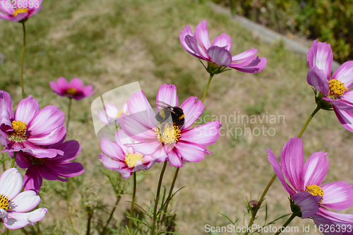 Image of Bumblebee pollinating pink Cosmos Peppermint Rock flowers