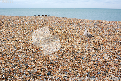 Image of Seagull walks across shingle beach in Eastbourne