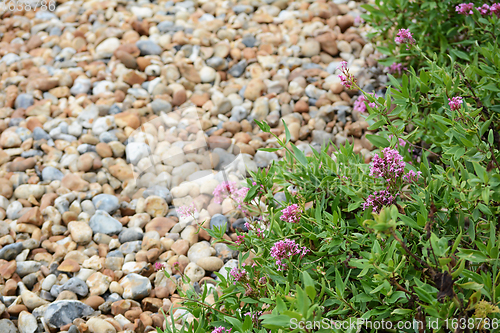 Image of Red Valerian growing wild on pebble beach in Eastbourne