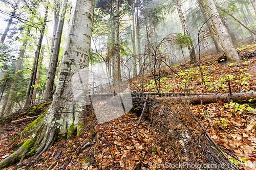 Image of Foggy natural forest with fallen trees and tree with signs cuts