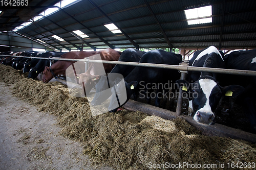 Image of Feeding cows