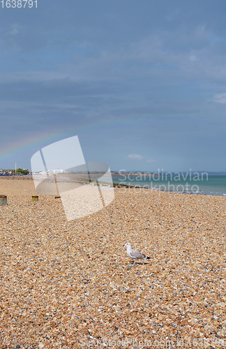 Image of Seagull in sunshine on a pebble beach, rainbow arches across sky