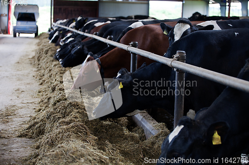 Image of Feeding cows