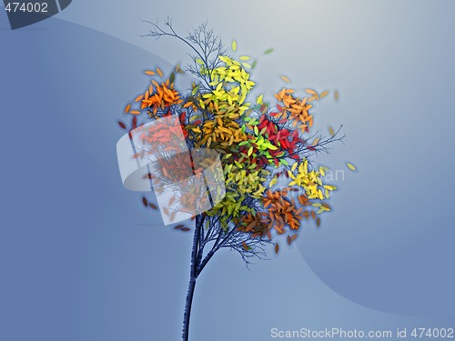 Image of Autumn tree