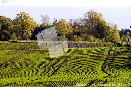 Image of Winter crop field