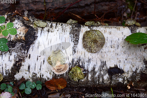 Image of Round discs of bracket fungus on a fallen silver birch log