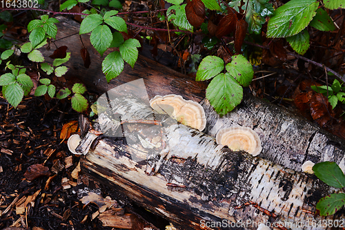 Image of Bracket fungus growing on the side of a rotting silver birch log