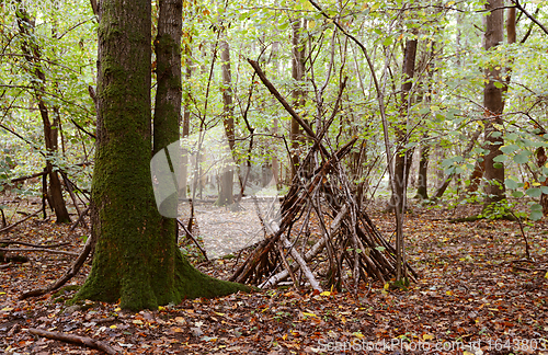 Image of Improvised wigwam shelter built from fallen branches 