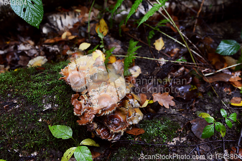 Image of Small brown fungus grows on a wet, mossy log 