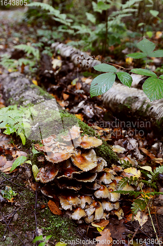 Image of Patch of brown toadstools growing on a rotting log 