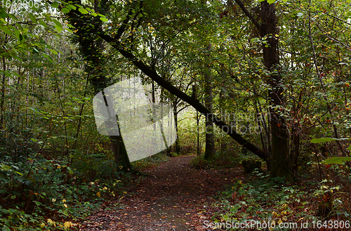 Image of Woodland path leads through trees with large fallen oak across p