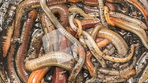 Image of Many earthworms crawling together closeup photo