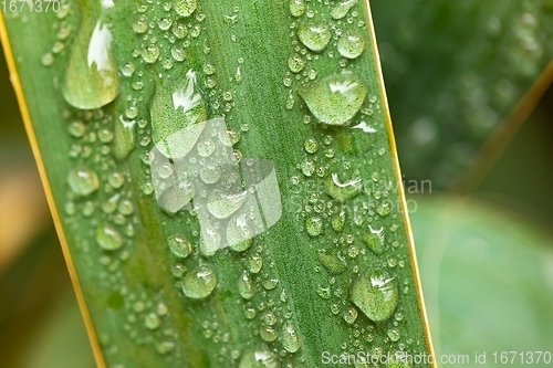 Image of leaf on ground covered with raindrops