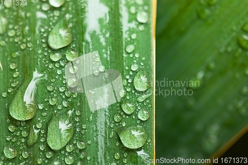 Image of leaf on ground covered with raindrops