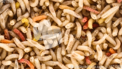 Image of Many earthworms crawling together closeup photo