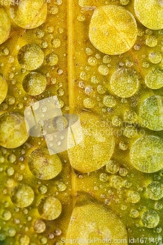 Image of leaf on ground covered with raindrops