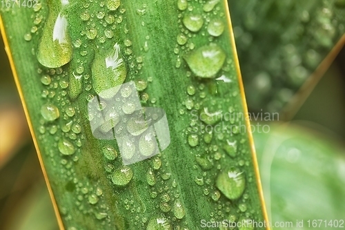 Image of leaf on ground covered with raindrops