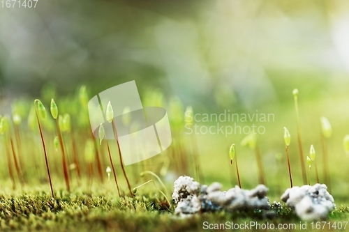 Image of Small moss plant on the ground with selective focus