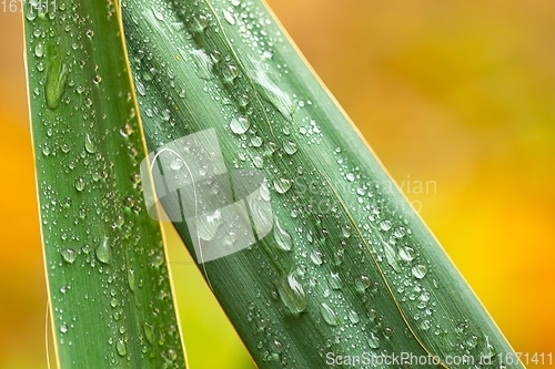 Image of leaf on ground covered with raindrops