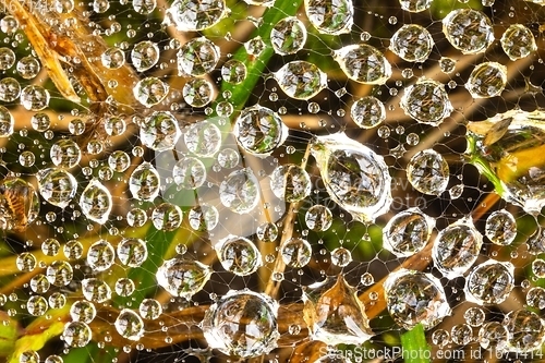 Image of Spider web in morning dew