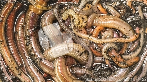 Image of Many earthworms crawling together closeup photo