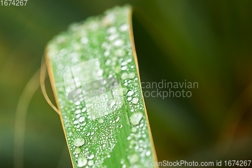 Image of leaf on ground covered with raindrops