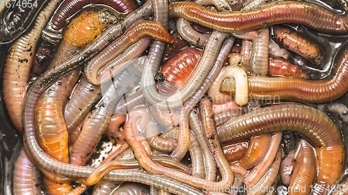 Image of Many earthworms crawling together closeup photo