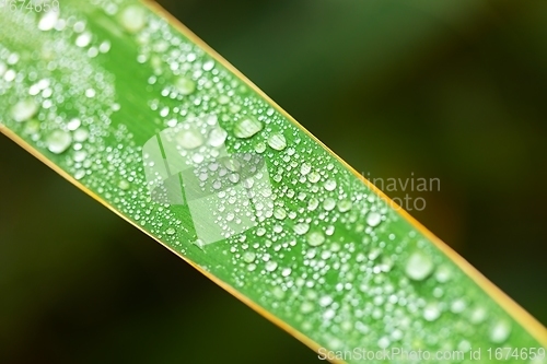Image of leaf on ground covered with raindrops