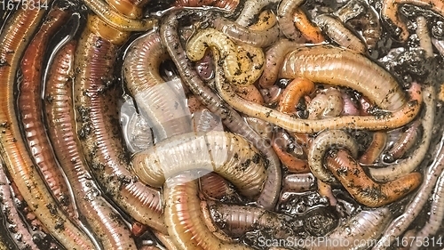Image of Many earthworms crawling together closeup photo