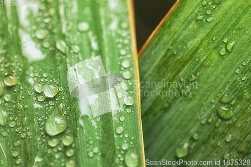 Image of leaf on ground covered with raindrops