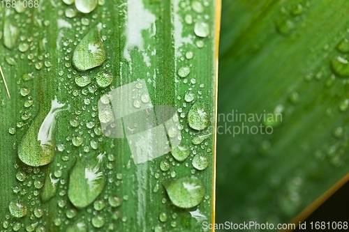 Image of leaf on ground covered with raindrops