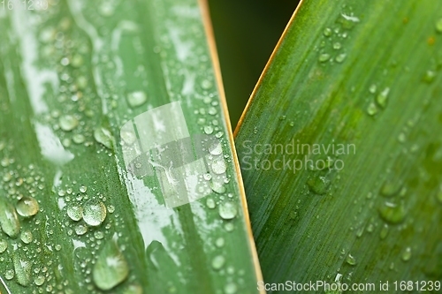 Image of leaf on ground covered with raindrops