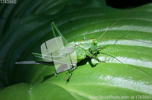 Image of Green grasshopper