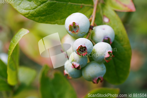 Image of Unripe blue berry fruit in summer garden