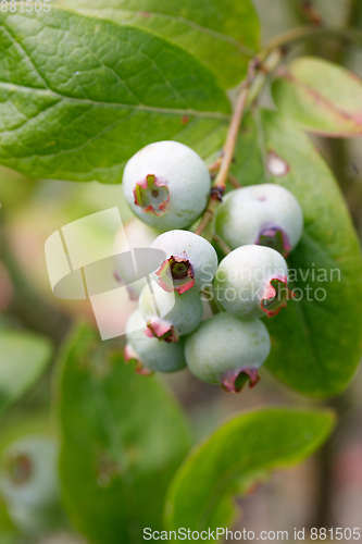 Image of Unripe blue berry fruit in summer garden
