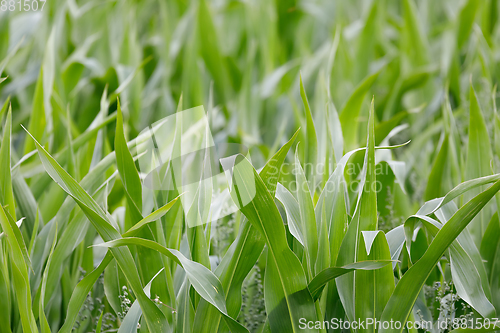 Image of young green corn field with shallow focus