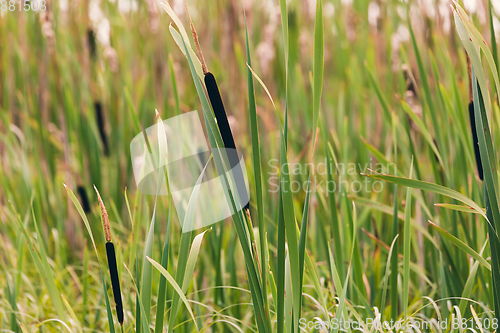 Image of reeds at the pond in summer