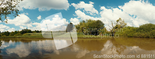 Image of reeds at the pond in summertime