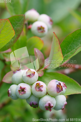 Image of Unripe blue berry fruit in summer garden