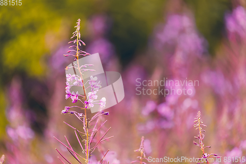 Image of Pink fireweed flowers on spring meadow