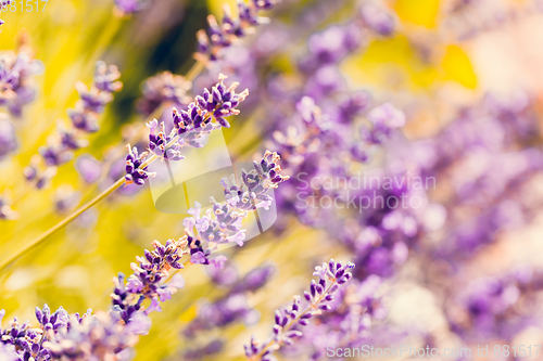 Image of summer lavender flowering in garden